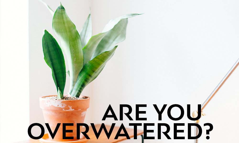 Are you overwatered?